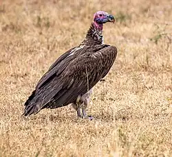 Vautour oricou (Torgos tracheliotos)