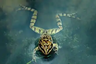 Description de l'image Toros Kurbağası.jpg.