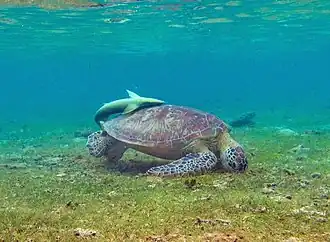 Une tortue verte (Chelonia mydas) à N’Gouja.