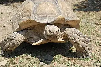 Image illustrative de l’article La Vallée des Tortues