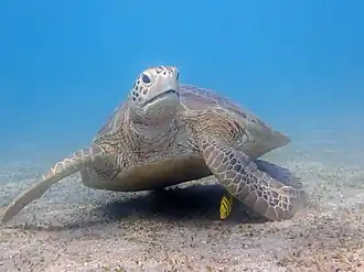 Chelonia mydas (Testudines)