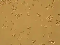 Description de l'image Torulaspora delbrueckii's spores.jpg.