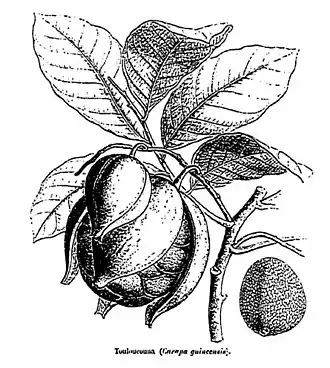 Description de l'image Touloucouna.jpg.