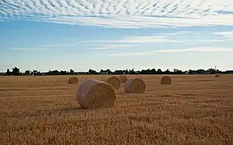 Tournedos-Bois-Hubert