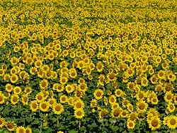 Champs de tournesol