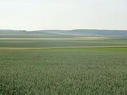 Champagne crayeuse, à Tours-sur-Marne, au centre.