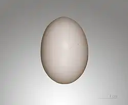 Œuf de Tourterelle turque.