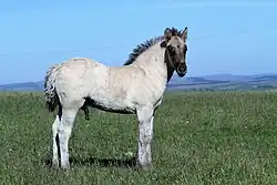Poulain vu de profil, avec un poil gris et noir.