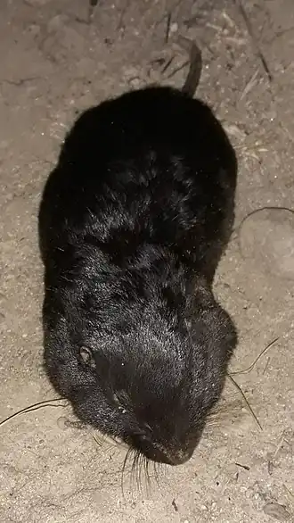 Description de l'image Townsend's Pocket Gopher imported from iNaturalist photo 82264531 on 18 April 2022 (cropped).jpg.