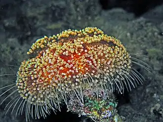 Asthenosoma marisrubri, un Echinothurioida