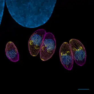 Description de cette image, également commentée ci-après