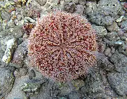 Face orale. Les dix zones ambulacraires sont bien visibles avec leurs podia.