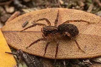 Description de l'image Toxopsiella spp.jpg.