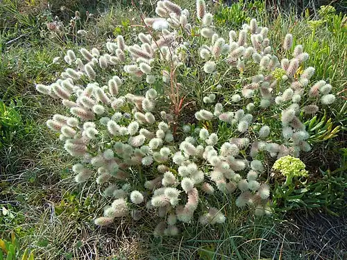 Touffe de Trifolium arvense.