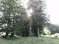 La hêtraye dans le bourg.