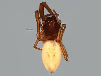 Description de l'image Trachelas cambridgei.jpg.