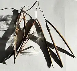 Trachelospermum jasminoides, fruits (paire de follicules divergents) et quelques graines.