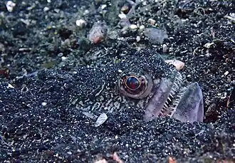 Description de l'image Trachinocephalus trachinus 53960365.jpg.