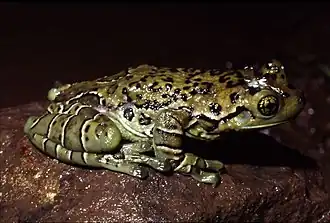 Description de l'image Trachycephalus dibernardoi01.jpg.