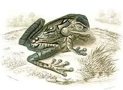 Description de l'image Trachycephalus geographicus.jpg.