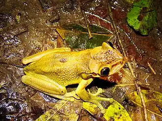 Description de l'image Trachycephalus jordani Ecuador.jpg.