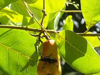 Description de cette image, également commentée ci-après