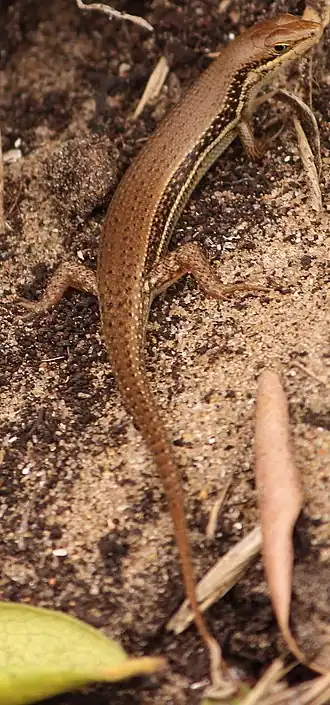 Description de l'image Trachylepis depressa.jpg.