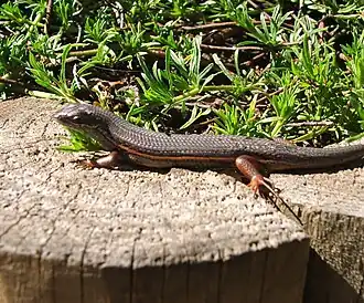 Description de l'image Trachylepis homalocephala - RedSided Skink - Cape Town.JPG.