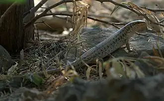 Description de l'image Trachylepis septemtaeniata DSC 2179 (8192981638).jpg.