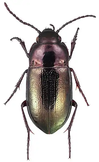 Description de cette image, également commentée ci-après