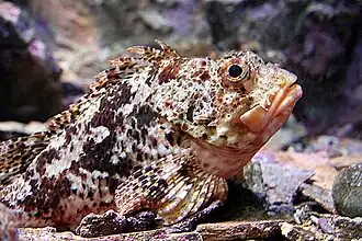 Trachyscorpia cristulata