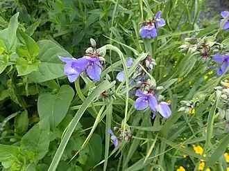 Description de l'image Tradescantia ohiensis - Flickr - peganum (2).jpg.