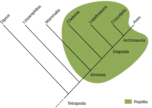 Arbre d’évolution. Ce groupe comprend un ancêtre et une partie de ses descendants mais pas tous puisque les oiseaux et les mammifères en sont exclus. C'est un groupe paraphylétique de degré deux.