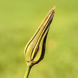 Bourgeon de fleur d'un salsifis des prés.