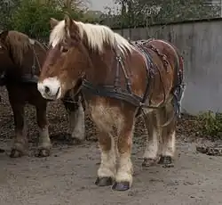 Photographie d'un cheval costaud avec le bout de nez clairement blanc.