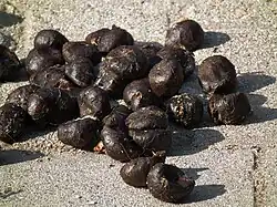 Photographie des excréments d'un chameau, sphériques et de couleur noire.