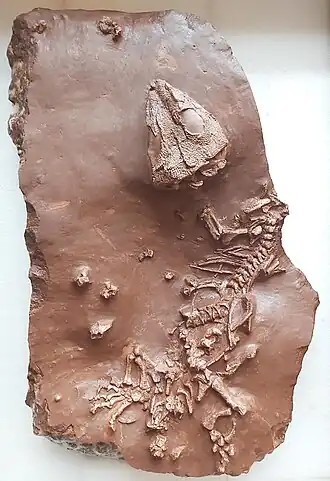 Holotype de Tramuntanasaurus tiai.