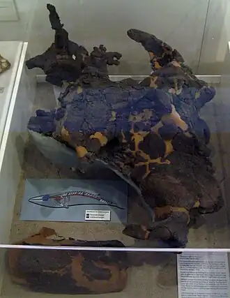 Description de l'image Tranatocetus argillarius.jpg.