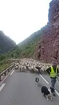 Transhumance dans les Gorges du Cians 2021