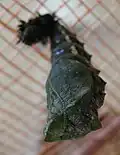 Fin de la nymphose