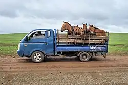 Un camion ouvert de couleur bleue transportant cinq chevaux roux.