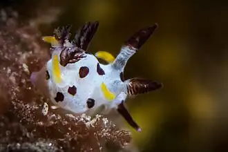 Trapania norakhalafae