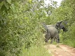 Traversée d'un troupeau d'éléphants