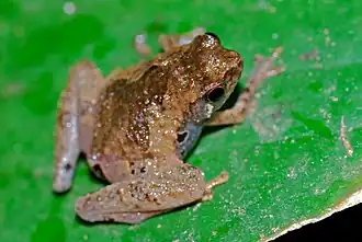 Description de l'image Tree Hole Frog (Metaphrynella sundana) (8066356574).jpg.