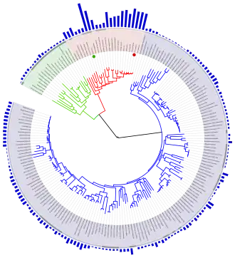 Arbre phylogénétique indiquant également la taille des génomes.