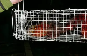 Description de l'image Treeshrew (Tupaia sp.) trapped by students ... (23723471792).jpg.