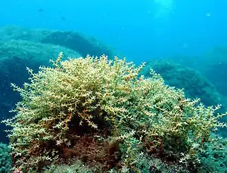 Description de l'image Treptacantha abies-marina (10.3897-BDJ.8.e57510) Figure 4.jpg.