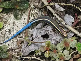 Description de l'image Tretioscincus bifasciatus 102962579.jpg.