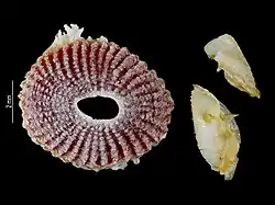 Trevathana synthesysae (Pyrgomatidae).