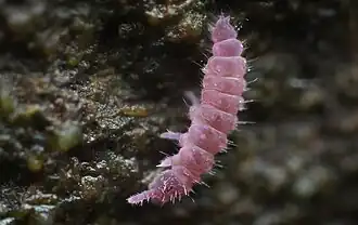 Description de cette image, également commentée ci-après